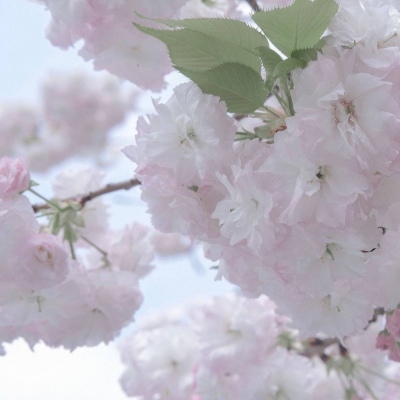 道里福瑞交流群